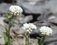 Arabis ciliata