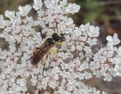 Tenthredo schaefferi