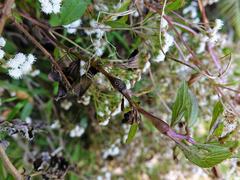 Procecidochares alani