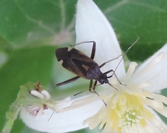 Closterotomus ventralis