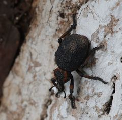Brachycerus labrusca