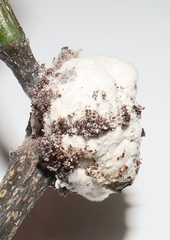 Coniodictyum chevalieri