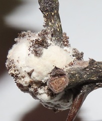 Coniodictyum chevalieri