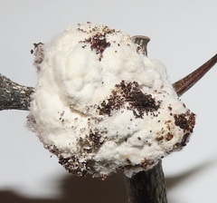 Coniodictyum chevalieri