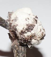 Coniodictyum chevalieri