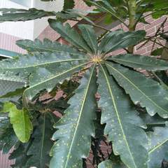 Plerandra elegantissima