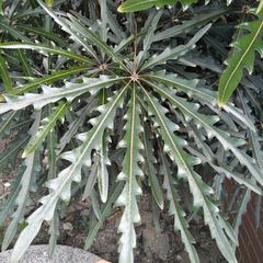 Plerandra elegantissima