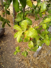 Schinus latifolia