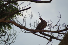 Patagioenas picazuro