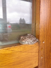 Bokermannohyla pseudopseudis