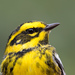 Setophaga Warblers - Photo (c) Greg Lasley, some rights reserved (CC BY-NC), uploaded by Greg Lasley