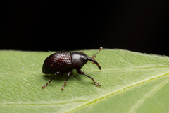 Rhyssomatus nigerrimus