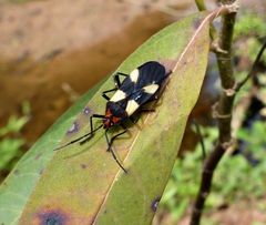 Oncopeltus bergianus