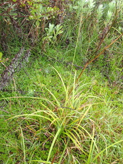 Carex clavata