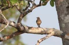 Mirafra erythrocephala