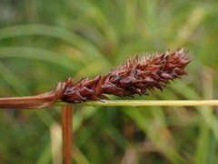 Carex clavata