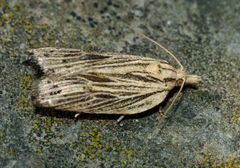 Planotortrix notophaea