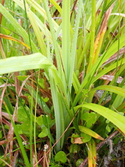 Carex clavata