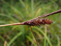 Carex clavata