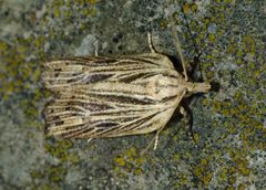 Planotortrix notophaea