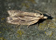 Planotortrix notophaea