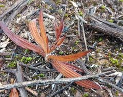Babiana patula