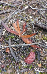 Babiana patula