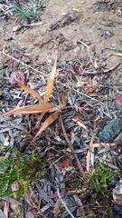Babiana patula