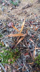 Babiana patula