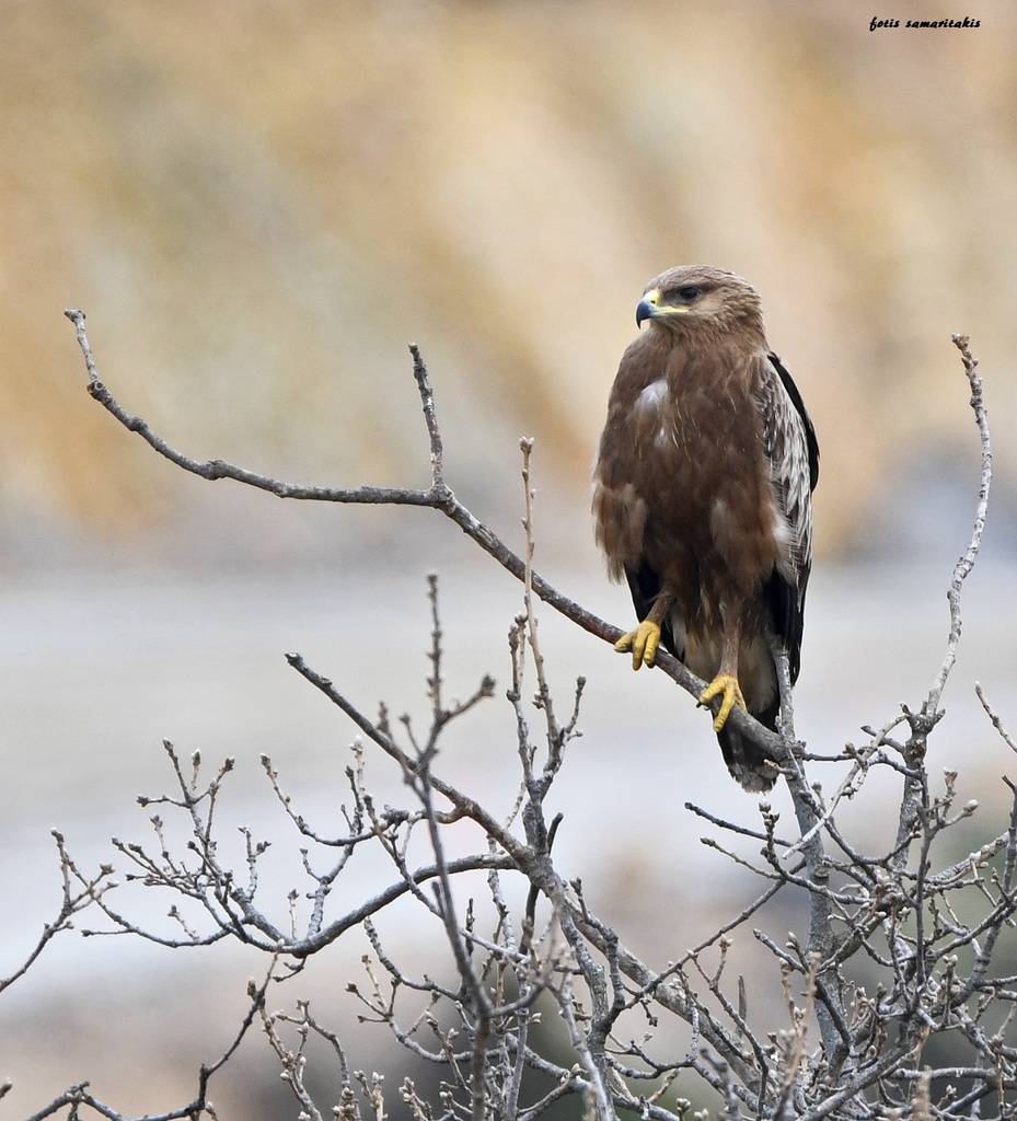 Greater × Lesser Spotted Eagle