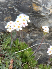 Androsace chamaejasme