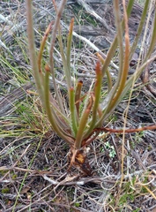 Bulbine lagopus