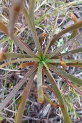 Bulbine lagopus