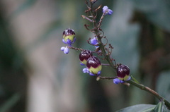Dichorisandra thyrsiflora