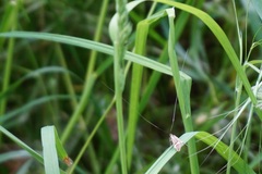 Nemophora degeerella