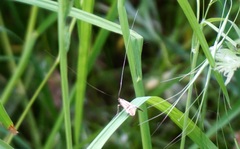 Nemophora degeerella