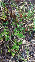 Blepharis integrifolia