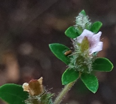 Blepharis integrifolia