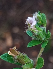 Blepharis integrifolia