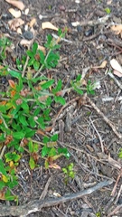 Blepharis integrifolia