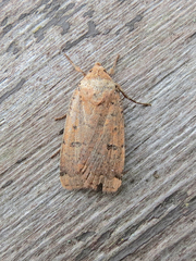 Abagrotis cupida