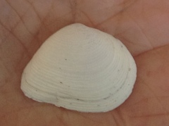Cumingia californica