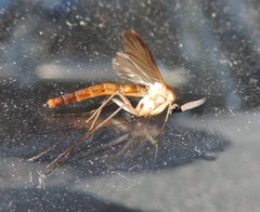 Keroplatus testaceus