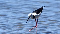 Himantopus leucocephalus