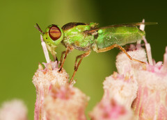 Hedriodiscus trivittatus