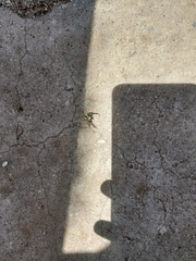 Thyene coccineovittata