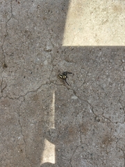 Thyene coccineovittata