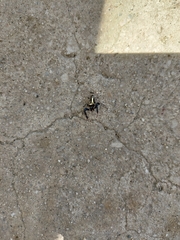 Thyene coccineovittata