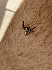 Thyene coccineovittata