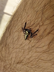 Thyene coccineovittata